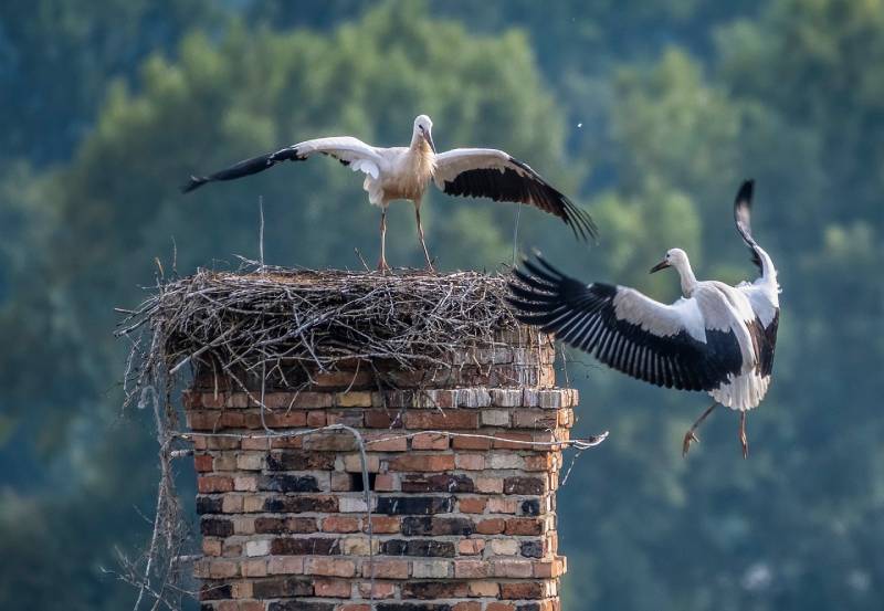 Expert Chimney Animal Removal in Dracut, MA Professional Chimney Animal Removal Services in Dracut, Massachusetts