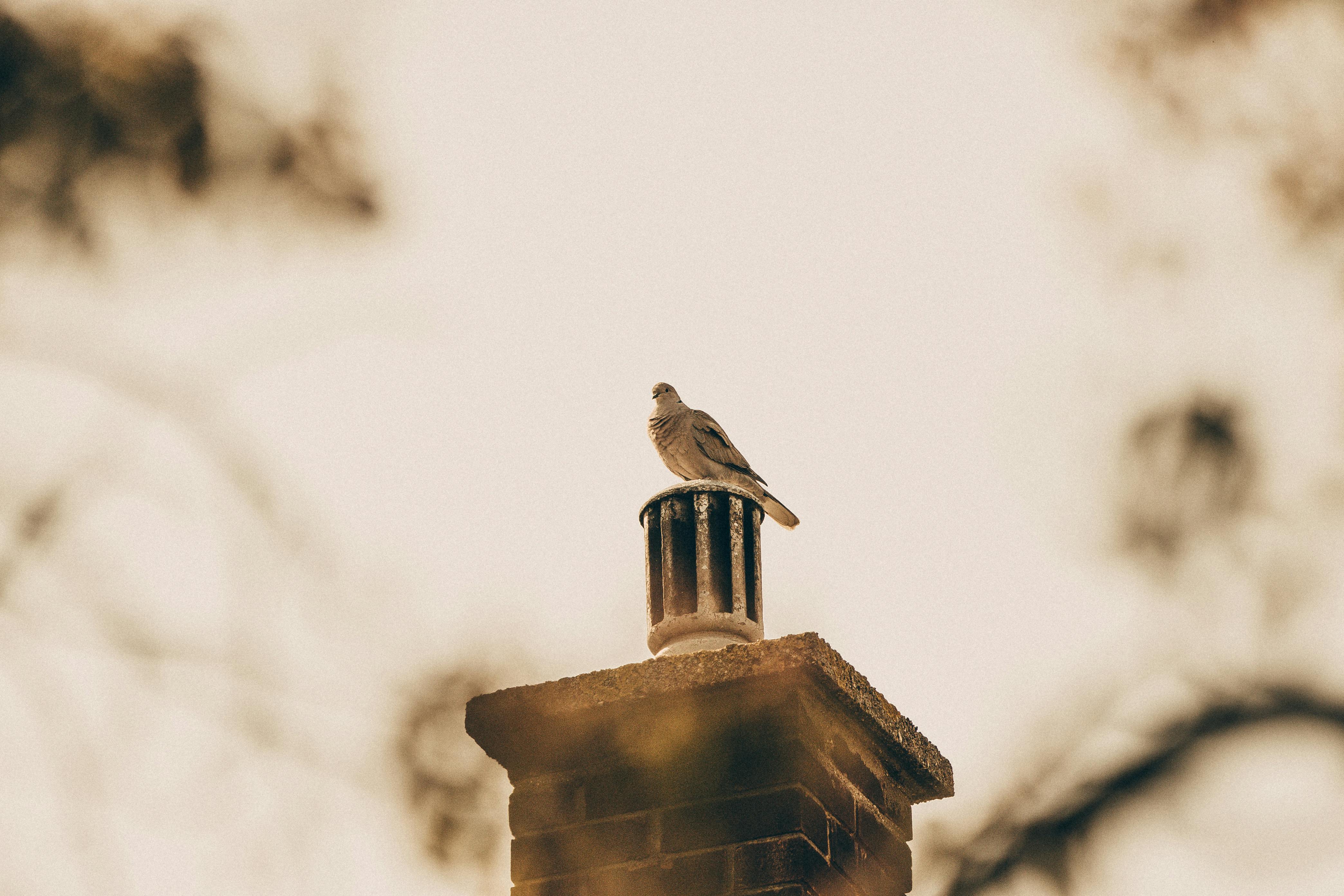 Quality Chimney Caps and Dampers Installation in Dracut, MA Professional Chimney Cap and Damper In Dracut Massachusetts